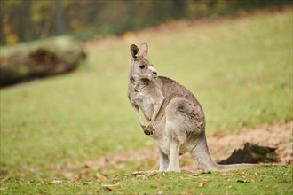 Western grey kangaroo (Macropus fuliginosus) standing on a meadow, Germany, Europe