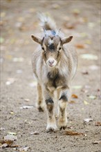 Domestic goat (Capra hircus) walking on the ground, Bavaria, Germany, Europe