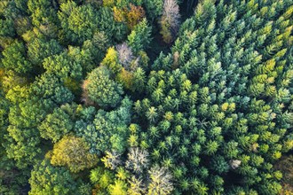 Forest in autumn in the Moorbach valley near Vechta, colouring, aerial view, forest, autumnal,