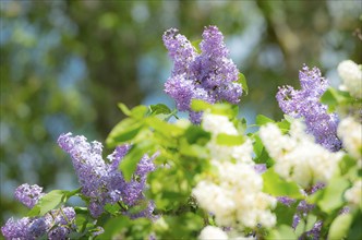 Purple and white lilac flowers against a background of trees, purple and white flowering common