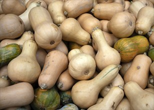 Butternut squash, pumpkins, sales stand, Ludwigsburg, Baden-Württemberg, Germany, Europe