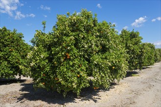 Row of orange trees on a plantation under a blue sky, orange trees near Skala, Laconia,