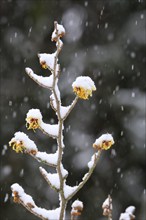 Hamamelis with snow, winter, Saxony, Germany, Europe