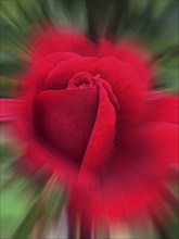 Red China rose (Rosa chinensis), zoom effect