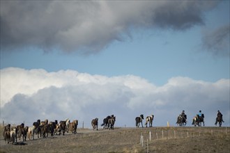 Icelandic horses (Equus islandicus) at a horse round-up or réttir, mounted drivers, near