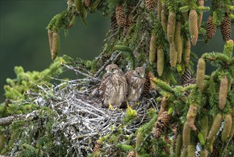 Common kestrel (Falco tinnunculus), young birds not yet ready to fly in the nest,