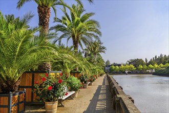 Palm garden in the historic spa gardens, the largest outdoor palm garden north of the Alps, Bad