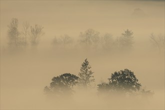 Foggy mood, fog, morning light, backlight, autumn, Loisach-Lake Kochel-Moor, foothills of the Alps,