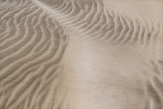 Dune landscape, Playa de Famara, Lanzarote, Canary Islands, Spain, Europe