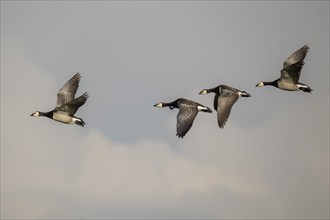 Barnacle geese or barnacle geese (Branta leucopsis) flying in formation over Hauke-Haien-Koog