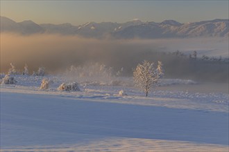 Lake in front of mountains in the morning light, fog, snow, winter, Riegsee, view of Zugspitze,