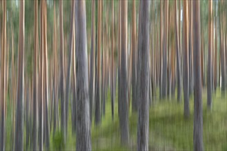 Pine forest, wipe-clean image, Finland, Europe