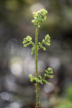 Spiny fern (Dryopteris carthusiana), frond shoot, province of Drenthe, Netherlands