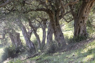 Olive trees, olive trees (Olea europaea), Sicily, Italy, Europe