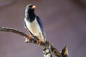 Yellow-billed kitta (Urocissa flavirostris), sitting on a branch, captive, Bavaria, Germany, Europe