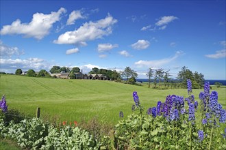 Blooming flowers and green meadows with houses under a blue sky, Larkspur, Aberdeenshire, Scotland,