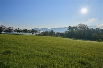 Tranquil landscape with a green meadow and trees in the sunshine under a blue sky, Miltenberg,