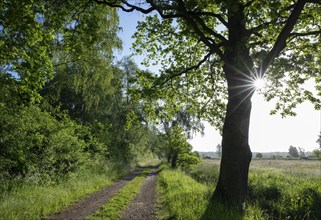 Agriculture road, forest, oak tree (Quercus), meadow, Sonnestern, Lower Saxony, Germany, Europe