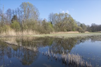 Wetland, flooded meadows, Barnbruchswiesen and Ilkerbruch nature reserve, Lower Saxony, Germany,