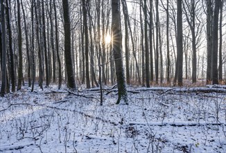 Deciduous forest in winter, snow, sun star, Hainich National Park, Thuringia, Germany, Europe