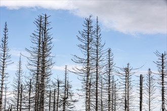 Tree mortality in the Harz Mountains. Dead pine trees in the Harz National Park, Torfhaus,