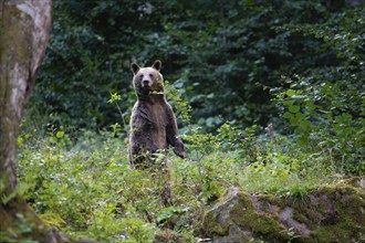 European brown bear or Eurasian brown bear (Ursus arctos arctos), brown bear standing upright in