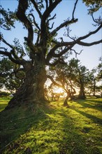 Centuries-old til trees in fantastic magical idyllic Fanal Laurisilva forest on sunset. Madeira