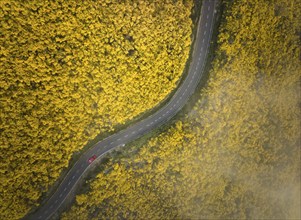 Aerial view of road with red car among yellow Cytisus blooming shrubs near Pico do Arieiro,