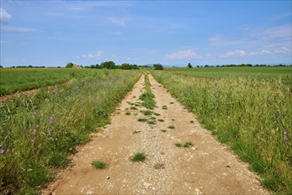 A dirt track leads straight ahead through green grain fields and lavender fields (Lavandula),