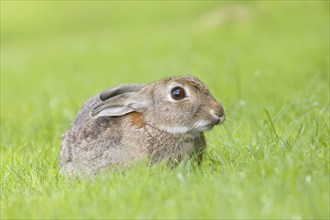 Wild rabbit (Oryctolagus cuniculus), in a meadow, adult, alert, wildlife, mammal, Baltic Sea coast,