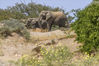 Desert elephants (Loxodonta africana) on a dune in the Huab dry river, Damaraland, Kunene region,