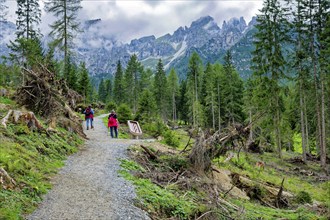 Hiker, female hiker, clearings in coniferous forest, Stubai Alps near Telfes and Fulpmes, high