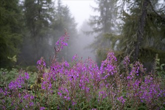 Invasive blooming sally (Epilobium angustifolium), Almenweg, Klammeben, Hirzer near Saltaus,