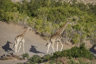 Angola giraffes (Giraffa camelopardalis angolensis) in the Hoanib dry river, Kaokoveld, Kunene