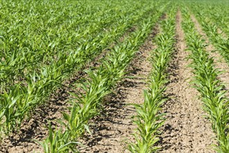 Young maize plants (Zea mays) in a field, Baden-Württemberg, Germany, Europe