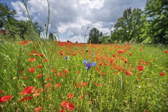 Flowering poppy flowers (Papaver rhoeas), in front a cornflower (Centaurea cyanus) in a field,