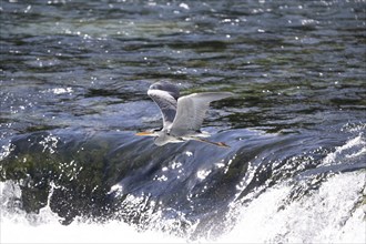 Grey heron (Ardea cinerea), flying, foraging, Bosnia and Herzegovina, Europe