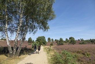 Heather blossom, path, hiker, trees, birch, Wilseder Berg near Wilsede, Bispingen, Lüneburg Heath,