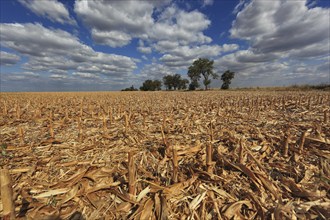 Romania, in the south of the country, maize field after harvest, harvested, stubble field, Europe