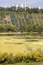 The hornwort plant (Ceratophyllum demersum) covers almost the entire Max-Eyth-See in Stuttgart. Now