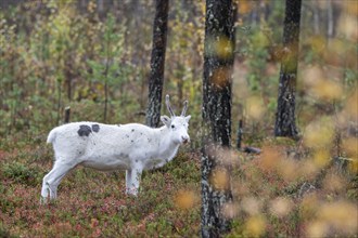 Reindeer (Rangifer tarandus) in the forest, Lapland, Finland, Europe