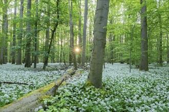 Near-natural deciduous forest with flowering wild garlic (Allium ursinum), sun star, Hainich