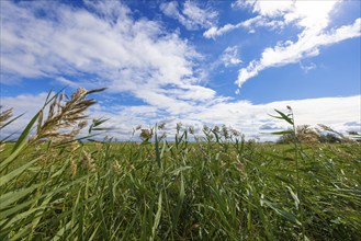 View through high grass to a sky with white clouds, Lake Neusiedl National Park, Burgenland,