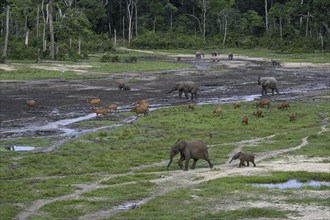 Forest elephants (Loxodonta cyclotis) and bongo antelopes (Tragelaphus eurycerus) in the Dzanga Bai