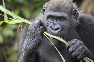 Western lowland gorilla (Gorilla gorilla gorilla) eating, male animal, Réserve Lésio-Louna nature