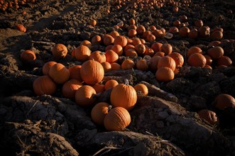 Pumpkins, pumpkin patch, carved pumpkins left over after Halloween are disposed of and processed