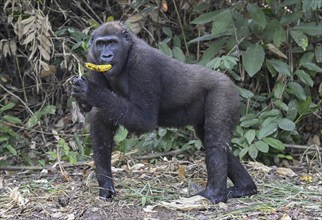 Western lowland gorilla (Gorilla gorilla gorilla) with a banana, male animal, Réserve Lésio-Louna