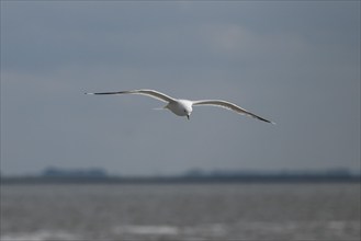 Seagull in flight, in the background Hallig Hooge, North Frisia, Schleswig-Holstein, Germany,