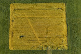 Aerial view of a rape field, spring, Alpine foothills, Upper Bavaria, Bavaria, Germany, Europe