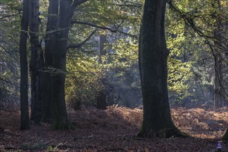 Beech forest (Fagus sylvatica) in autumn foliage, Emsland, Lower Saxony, Germany, Europe